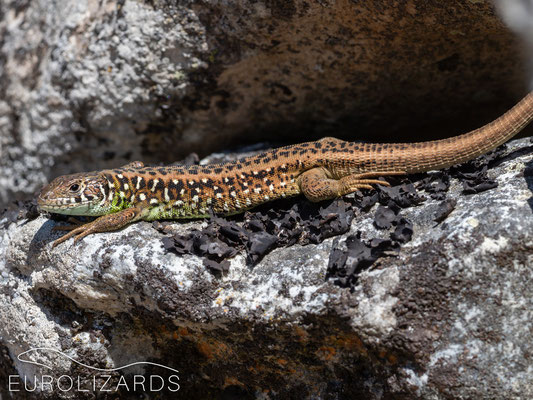 Female Lacerta schreiberi