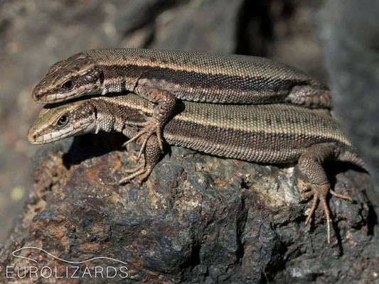 Iberolacerta aranica (Aran Rock Lizard) basking jointly (E / Val d' Aran, 23.08.2016).