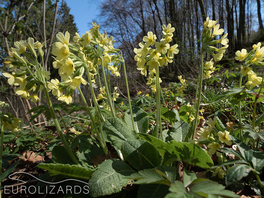 ...and here's the food: Primula elatior.