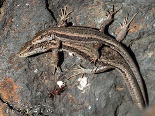 Adult and juvenile Iberolacerta aranica basking together (E / Val d' Aran, 23.08.2016): The intensity of joint thermoregulation in this species might indicate a social function.