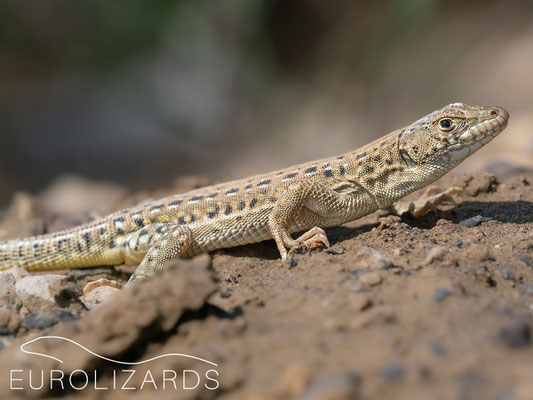 Eremias strauchi: Being approached, these lizards run away over long distances, but with some patience, the can be photographed
