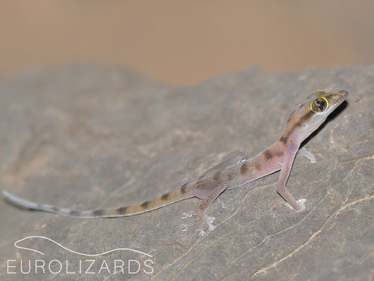 Assacus gallagheri