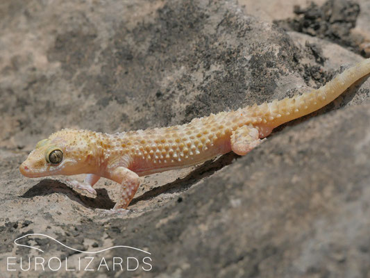 Hemidactylus alkiyumii
