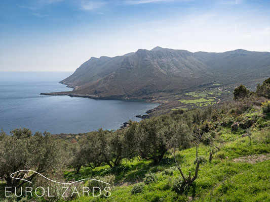Agios Mamas