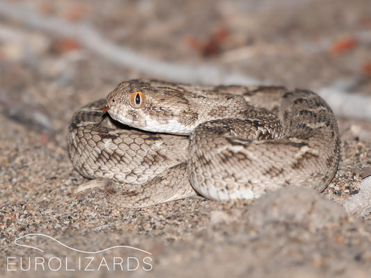 Echis carinatus