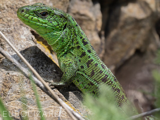 Lacerta agilis brevicaudata