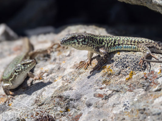 Podarcis erhardii (pair)