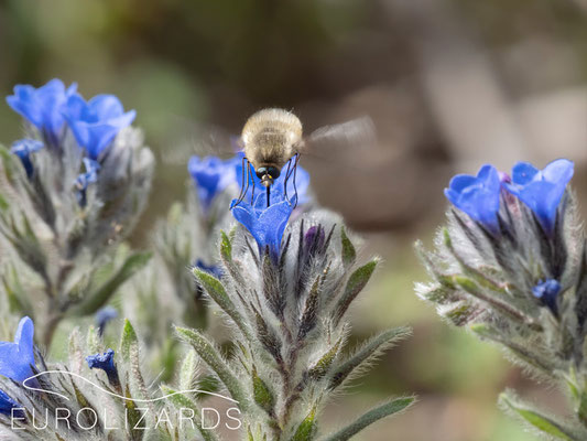 Bombyliidae sp. on Alkanna tinctoria