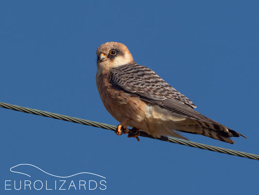 Falco vespertinus (female)