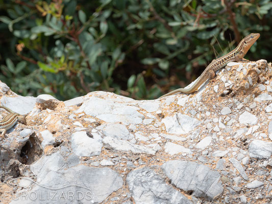 A male basking on its outlook. The female can be seen at the left edge of the picture.