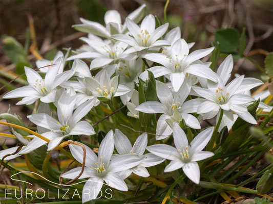 Ornithogalum sp.