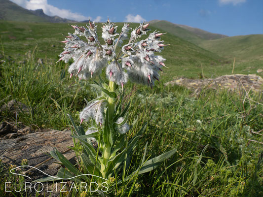 Rindera lanata, a strange Boraginaceae