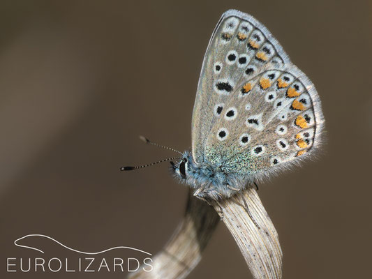 Aricia cramera