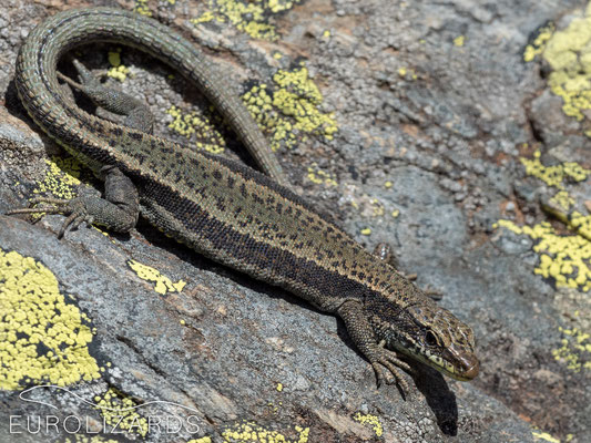 Iberolacerta aurelioi