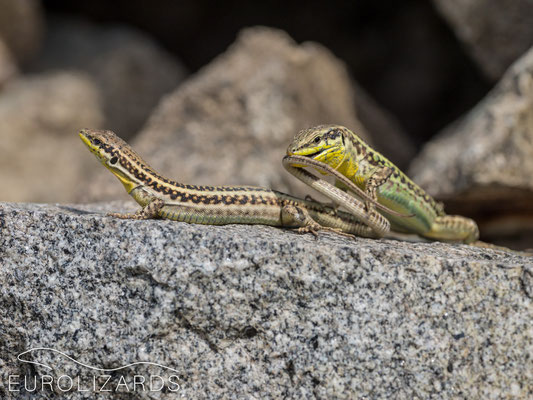 Male bites female's tail.