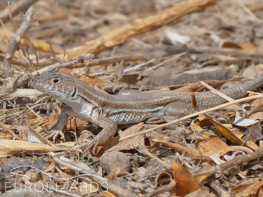 Acanthodactylus boskianus