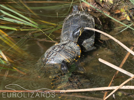 Trachemys scripta