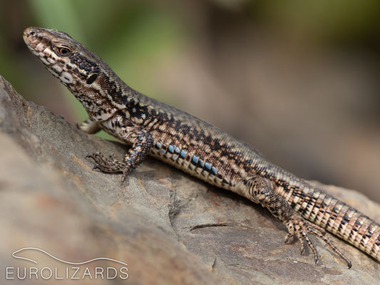 Podarcis muralis