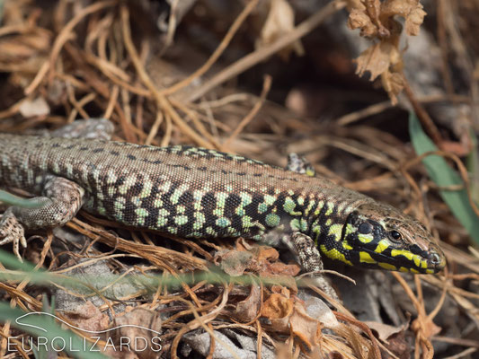 Podarcis milensis: male with yellow coloration