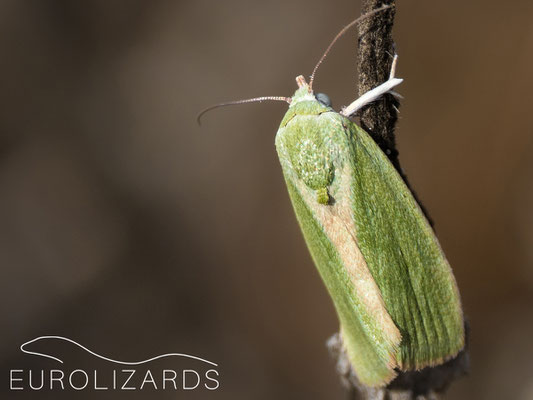 Tortrix viridana...