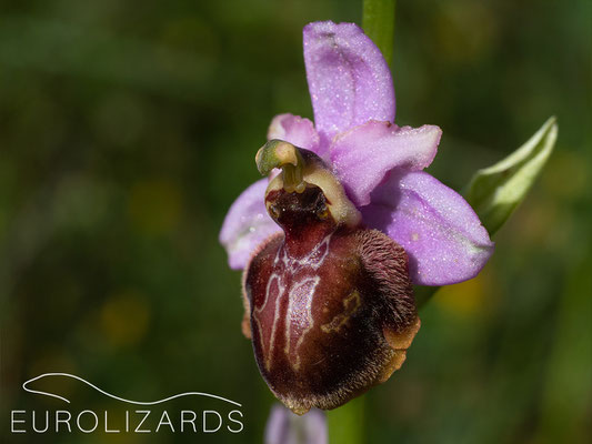 Ophrys aveyronensis - an endemic species, as the name indicates