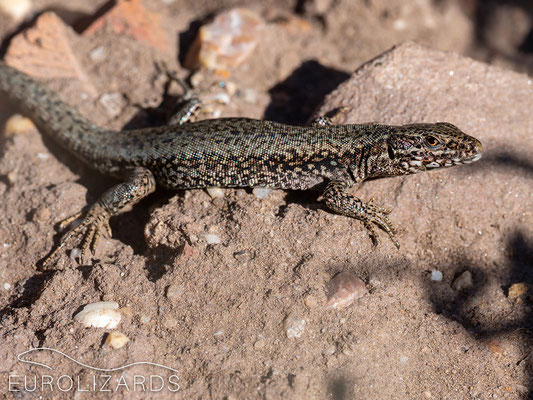 Another Podarcis muralis