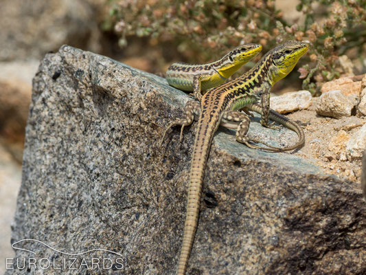 Podarcis erhardii (pair): Note the low sexual dichromatism in these lizards.