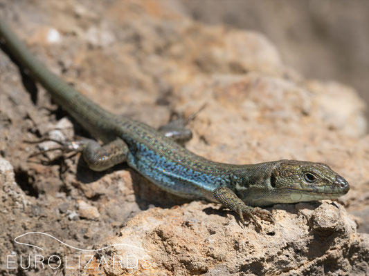 Podarcis thais, male with whitish throat