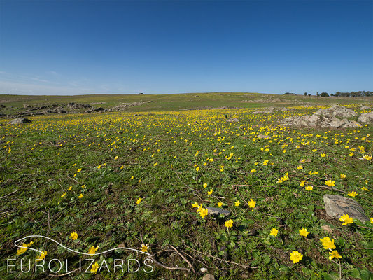 Ranunculus bullatus