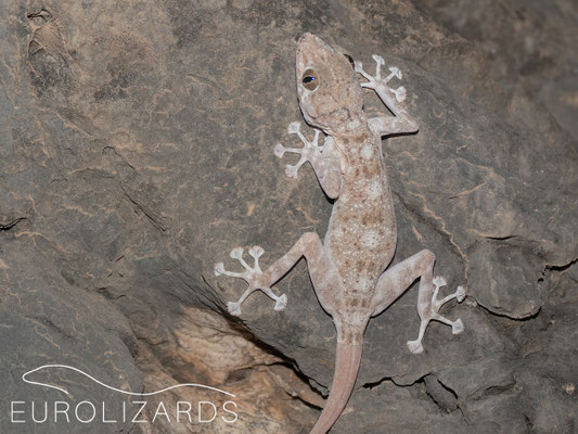 Ptyodactylus dhofarensis