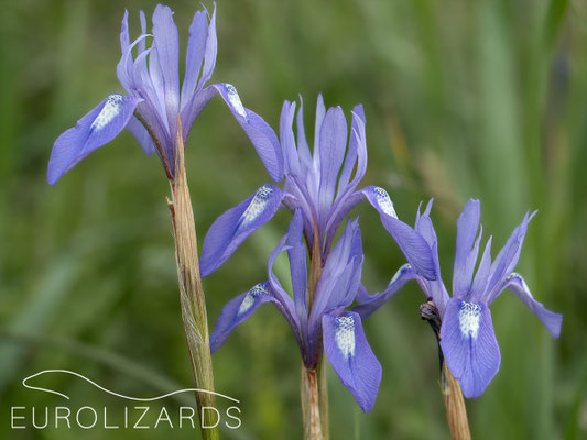 Moraea sisyrinchium