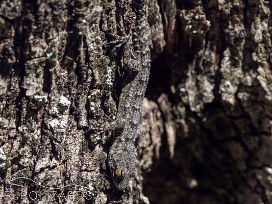 Perfect camouflage: Mediodactylus kotschyi