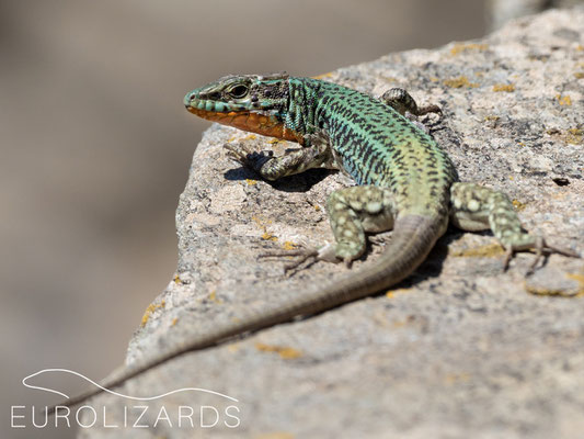 Male Podarcis erhardii with reddish throat