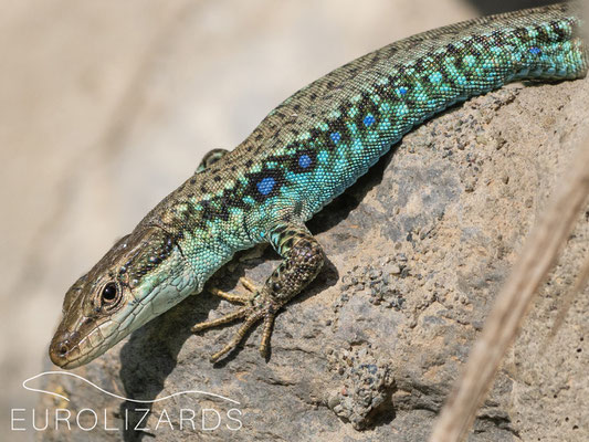 Darevskia raddei with beautiful bluish flanks