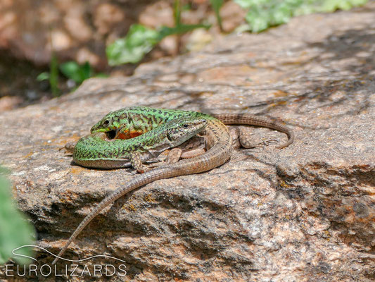 Male initiates copulation biting the female. Note that the female seems rather calm (no signs of stress).