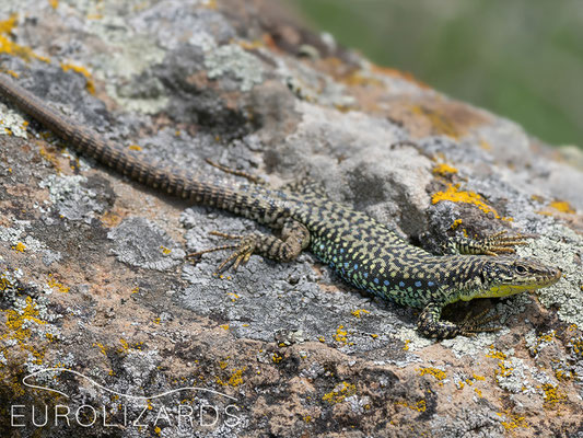 Darevskia nairensis