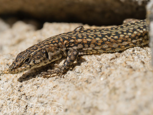 Podarcis guadarramae