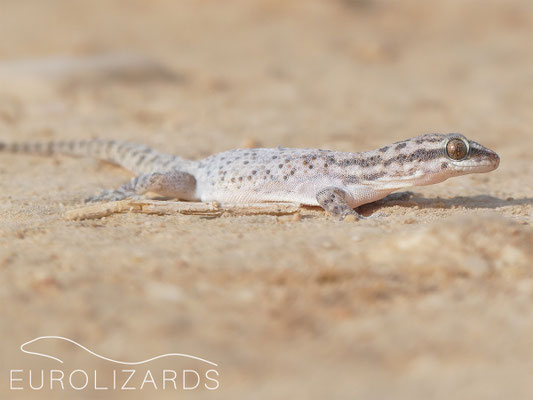 Hemidactylus robustus
