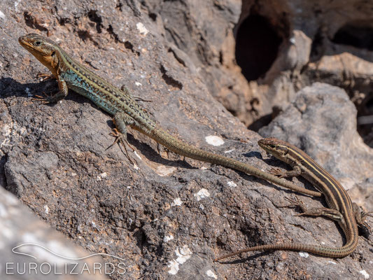 Male and female basking together.