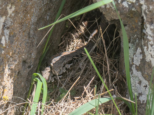 Montivipera raddei, in situ