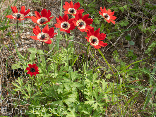 Anemone pavonina