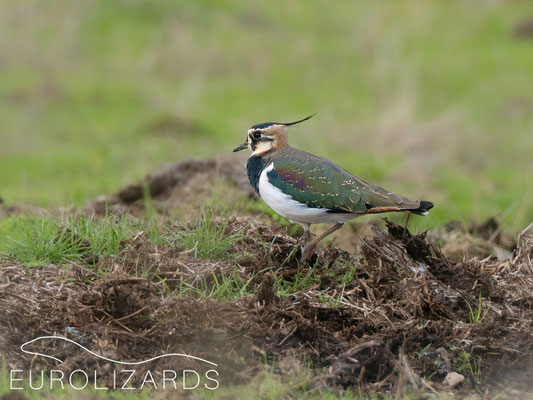 Vanellus vanellus
