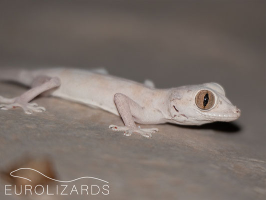 Hemidactylus lemurinus