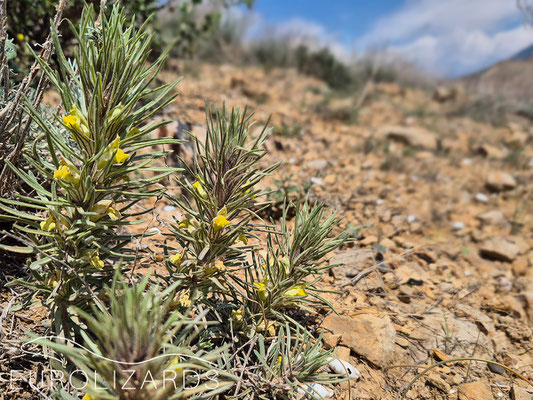 The strange Bungea trifida, another Orobanchaceae