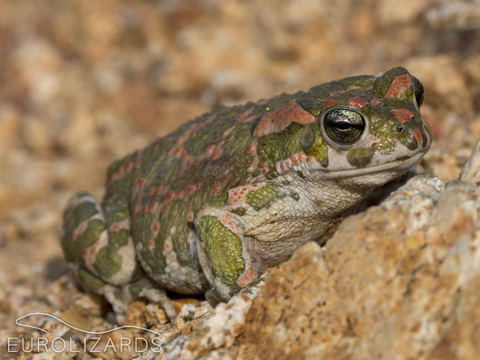 Bufotes viridis