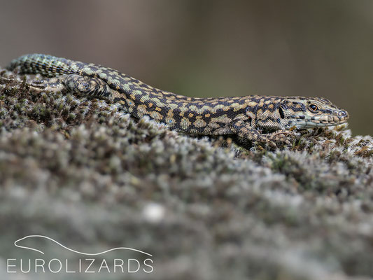 Podarcis virescens