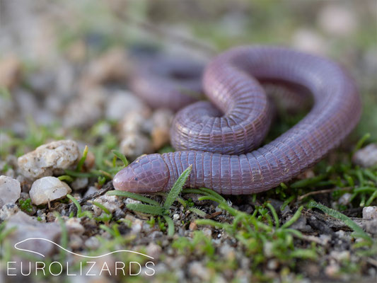Blanus vandellii