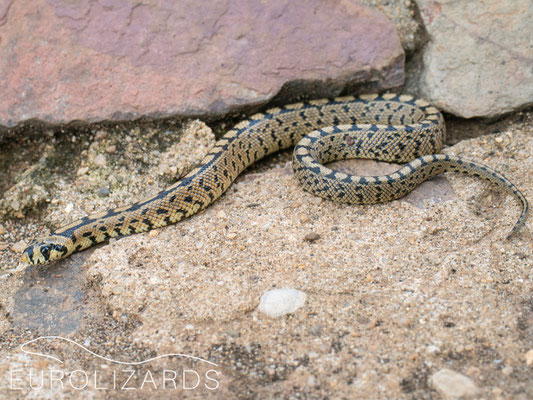 Rhinechis scalaris (juvenile)