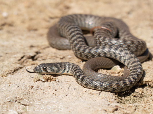 Platyceps rhodorachis
