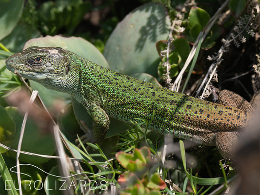 Lacerta strigata